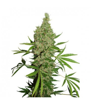 White Widow x The Ultimate  10 u. reg. Dutch Passion