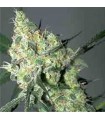 White Russian 11 u. reg. Serious Seeds