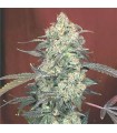 AK 47 - 11 u. reg. Serious Seeds