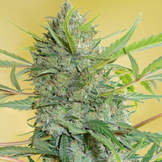 Serious Happiness  11 u. reg. Serious Seeds