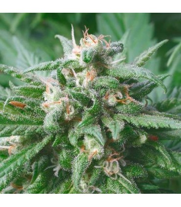 Biddy Early 11 u. reg. Serious Seeds