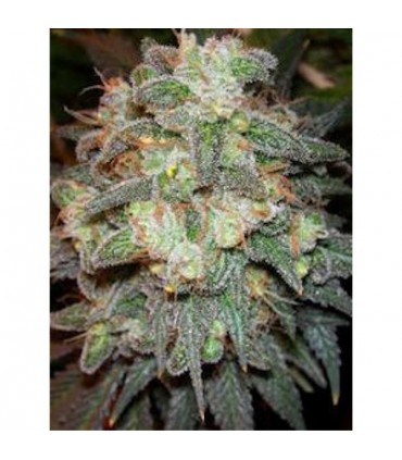 Motavation 11 u. reg. Serious Seeds