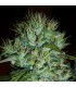 Her Majesty 6 u. Reg. Delicatessen