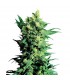 Shiva Shanti II -  10 u. reg. Sensi Seeds