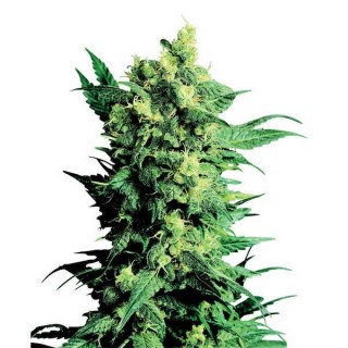 Shiva Shanti II -  10 u. reg. Sensi Seeds