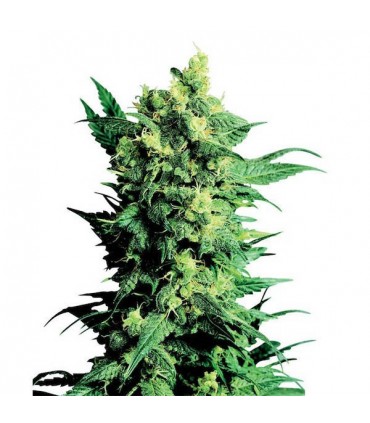Shiva Shanti II -  10 u. reg. Sensi Seeds