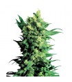 Shiva Shanti II -  10 u. reg. Sensi Seeds