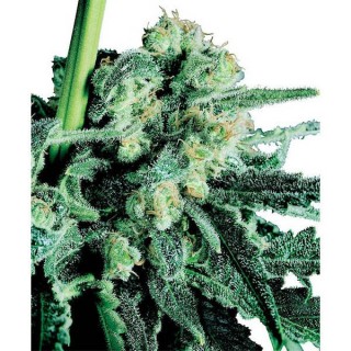 Sensi Skunk  10 u. reg. Sensi Seeds