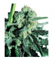 Sensi Skunk  10 u. reg. Sensi Seeds