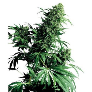 Shiva Shanti  10 u. reg. Sensi Seeds