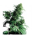 Shiva Shanti  10 u. reg. Sensi Seeds