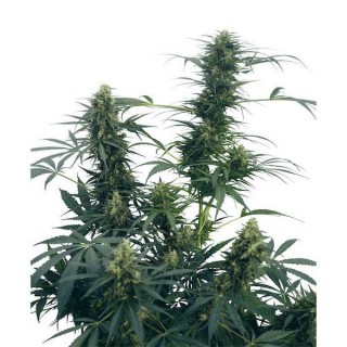 Guerrilla's Gusto  10 u. reg. Sensi Seeds