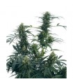 Guerrilla's Gusto  10 u. reg. Sensi Seeds