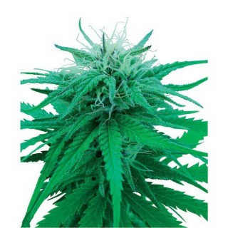 Ruderalis Indica  10 u. reg. Sensi Seeds