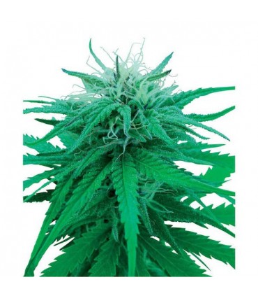 Ruderalis Indica  10 u. reg. Sensi Seeds