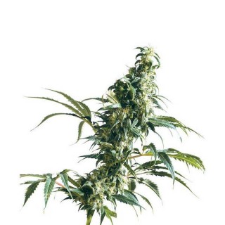 Mexican Sativa  10 u. reg. Sensi Seeds