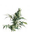 Mexican Sativa  10 u. reg. Sensi Seeds