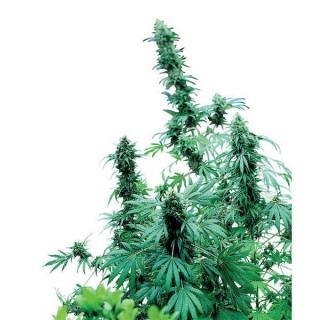 Early Skunk  10 u. reg. Sensi Seeds