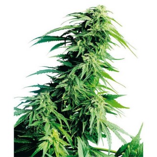 Hindu Kush  10 u. reg. Sensi Seeds