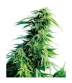 Hindu Kush  10 u. reg. Sensi Seeds