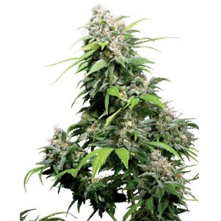 California Indica  10 u. reg. Sensi Seeds