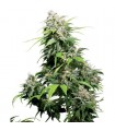 California Indica  10 u. reg. Sensi Seeds