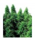 Ruderalis Skunk  10 u. reg. Sensi Seeds