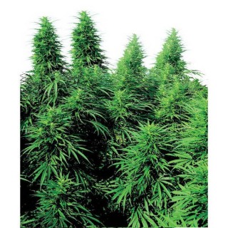 Ruderalis Skunk  10 u. reg. Sensi Seeds