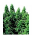 Ruderalis Skunk  10 u. reg. Sensi Seeds