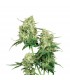 Maple Leaf Indica  10 u. reg. Sensi Seeds