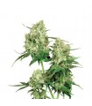 Maple Leaf Indica  10 u. reg. Sensi Seeds