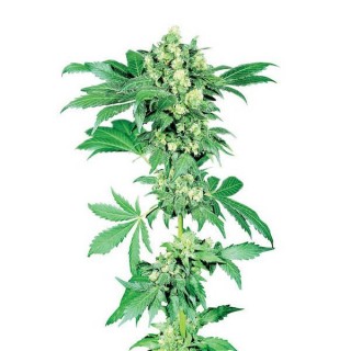 Afghani N 1 -   10 u. reg. Sensi Seeds