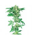 Afghani N 1 -   10 u. reg. Sensi Seeds