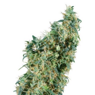 First Lady  10 u. reg. Sensi Seeds