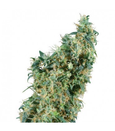 First Lady  10 u. reg. Sensi Seeds