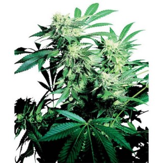 Skunk Kush  10 u. reg. Sensi Seeds