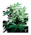 Skunk Kush  10 u. reg. Sensi Seeds