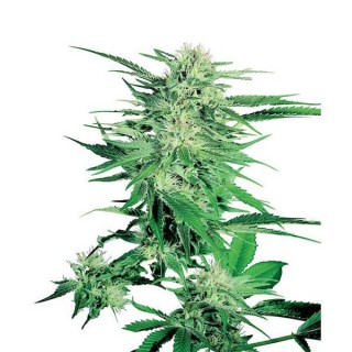 Big Bud  10 u. reg. Sensi Seeds