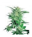 Big Bud  10 u. reg. Sensi Seeds