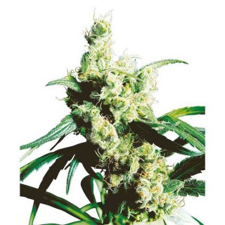 Silver Haze  10 u. reg. Sensi Seeds