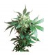 Black Domina  10 u. reg. Sensi Seeds