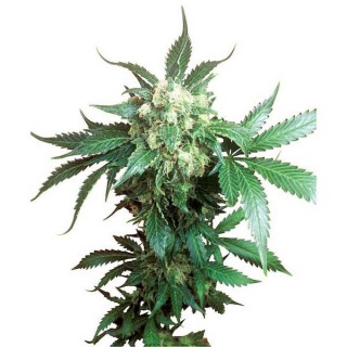 Black Domina  10 u. reg. Sensi Seeds