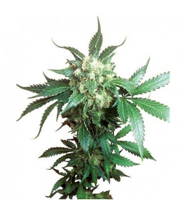 Black Domina  10 u. reg. Sensi Seeds
