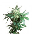 Black Domina  10 u. reg. Sensi Seeds