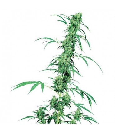 Fruity Juice  10 u. reg. Sensi Seeds