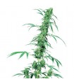 Fruity Juice  10 u. reg. Sensi Seeds