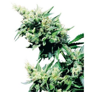 Hash Plant  10 u. reg. Sensi Seeds