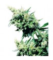 Hash Plant  10 u. reg. Sensi Seeds