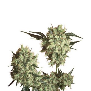 Marley's Collie  10 u. reg. Sensi Seeds AGOTADA EN ORIGEN
