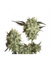 Marley's Collie  10 u. reg. Sensi Seeds AGOTADA EN ORIGEN